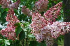 marie-frances-lilac
