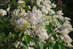 mount-baker-hyancinthaflora