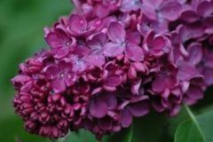 sum_lilac