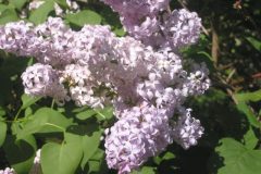 syringa