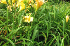 035