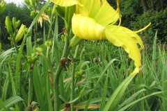 065
