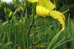 066