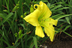 068