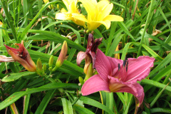 080