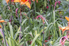 1_Daylilly-2