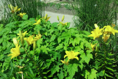 2012-06-09_11-27-56_650