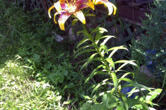 Center-20110622-00136