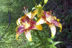 Center-20110622-00137