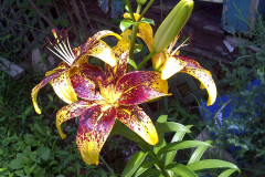 Center-20110622-00138