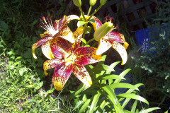 Center-20110622-00139