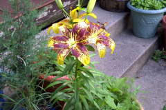 Center-20110622-00146