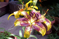 Center-20110622-00150