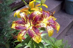 Center-20110622-00151