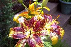 Center-20110622-00157