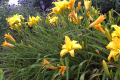 Center-20110723-00294