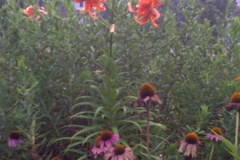 Center-20110723-00300