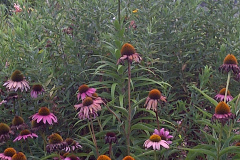 Center-20110723-00301