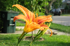 Day-Lilies-Muncie-10