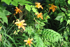 Day-Lilies-Muncie-100