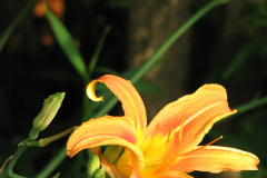 Day-Lilies-Muncie-101