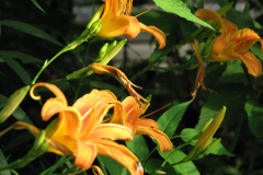 Day-Lilies-Muncie-103