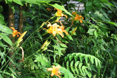 Day-Lilies-Muncie-104