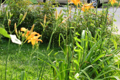Day-Lilies-Muncie-106