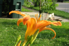 Day-Lilies-Muncie-11