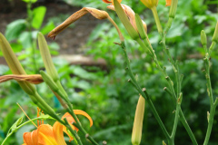 Day-Lilies-Muncie-111
