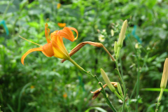 Day-Lilies-Muncie-112