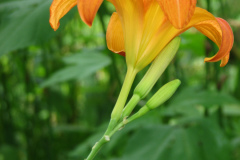Day-Lilies-Muncie-114