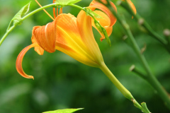 Day-Lilies-Muncie-116