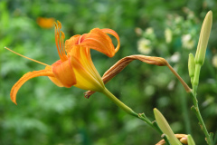 Day-Lilies-Muncie-117