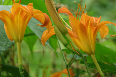Day-Lilies-Muncie-118