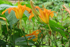 Day-Lilies-Muncie-119