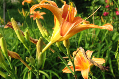 Day-Lilies-Muncie-12