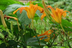 Day-Lilies-Muncie-120