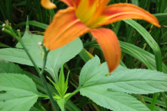 Day-Lilies-Muncie-121