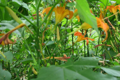 Day-Lilies-Muncie-122