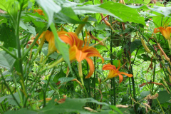 Day-Lilies-Muncie-123