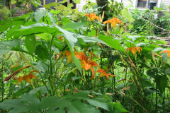 Day-Lilies-Muncie-124