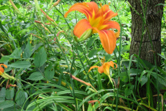 Day-Lilies-Muncie-125