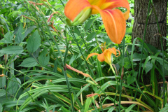 Day-Lilies-Muncie-126