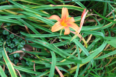 Day-Lilies-Muncie-127