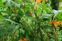 Day-Lilies-Muncie-128