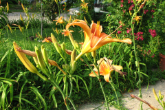 Day-Lilies-Muncie-13