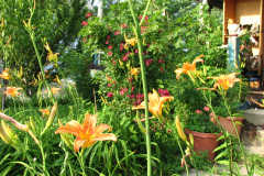 Day-Lilies-Muncie-14