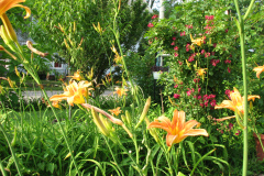 Day-Lilies-Muncie-15