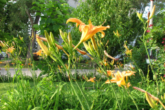 Day-Lilies-Muncie-16